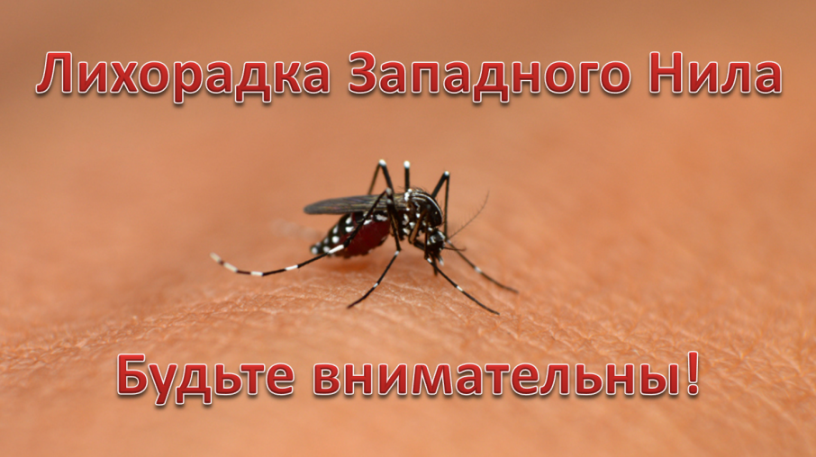 Лихорадка Западного Нила Лихорадка Западного Нила.